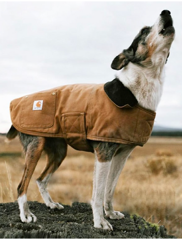 Dog wearing Carhartt Chore Coat from the Swagger 2024 Trends Lookbook.