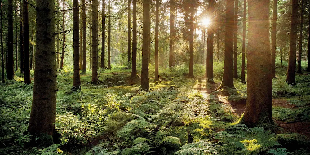Image of a lush forest from https://www.tentree.com/