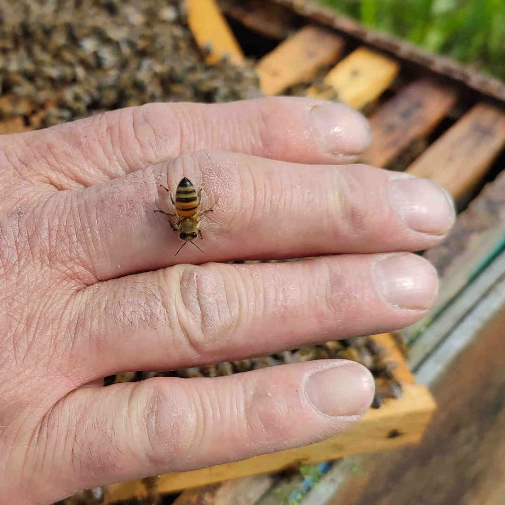 Man working for the 3bee group holding a bee on his hand. The 3bee group is supported by Atlantis.