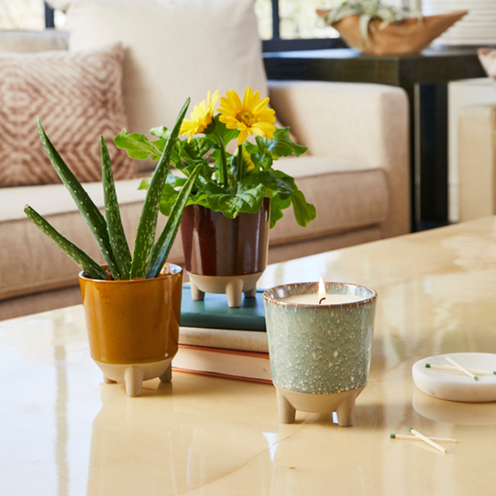 The Modern Sprout Grounding Aloe plant in front of the Flowering plant by a candle on a table in an apartment can be custom branded and designed by Swagger.